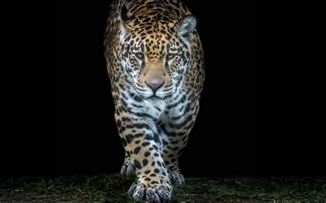 Journey of the Jaguar: Unveiling Ancient Colombian Mythology Through Feline Prowess!